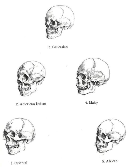 Drawings of skulls representing Blumenbach's hierarchy of races.