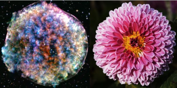 Supernova 1572 remnant and a chrysanthemum bloom.